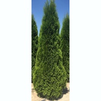 articul-A81585